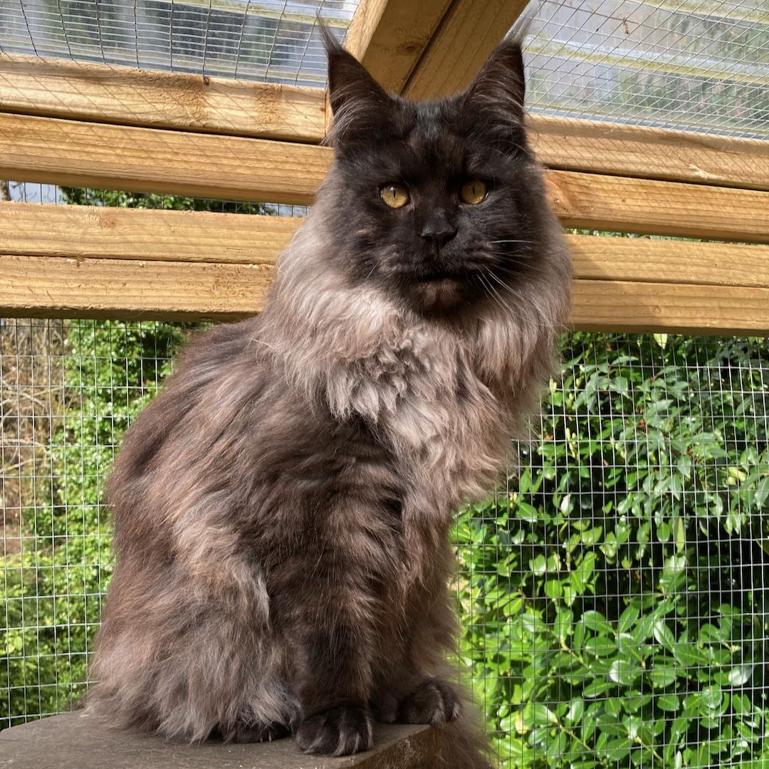 Maine coon holistic cattery GCCF registered raw feeding & homeopathy.